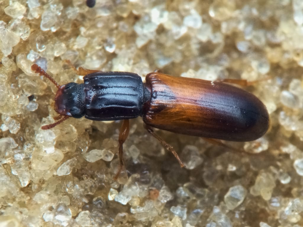 Aulonium ruficorne (Olivier, 1790)